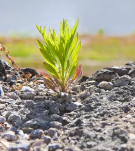 Workshop sobre Adaptabilidad