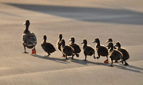 Comunicación, el hilo conductor del liderazgo situacional