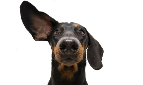 Escucha activa: el secreto de tener dos orejas